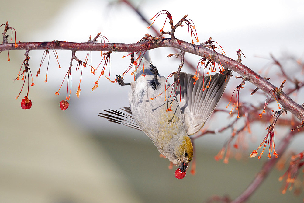 Pine Grosbeak (Pinicola enucleator) female eating American mountain ash (Sorbus americana) beeries, Lake St Jean, Saguenay, Province of Quebec, Canada