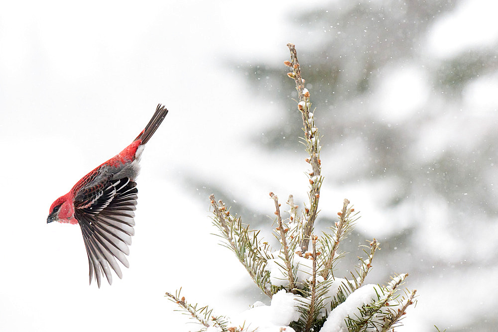 Pine Grosbeak (Pinicola enucleator) male flying from the top of a snow-covered conifer, Lake St Jean, Saguenay, Province of Quebec, Canada