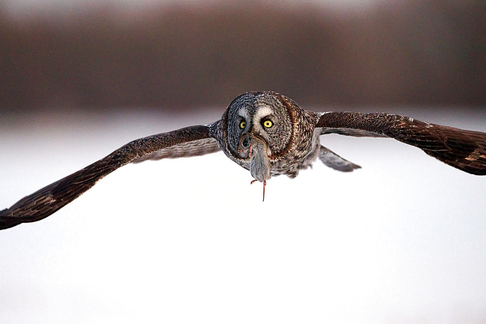 Great Gray Owl (Strix nebulosa) in flight with a vole in its bill, Cap Tourmente, Quebec, Canada