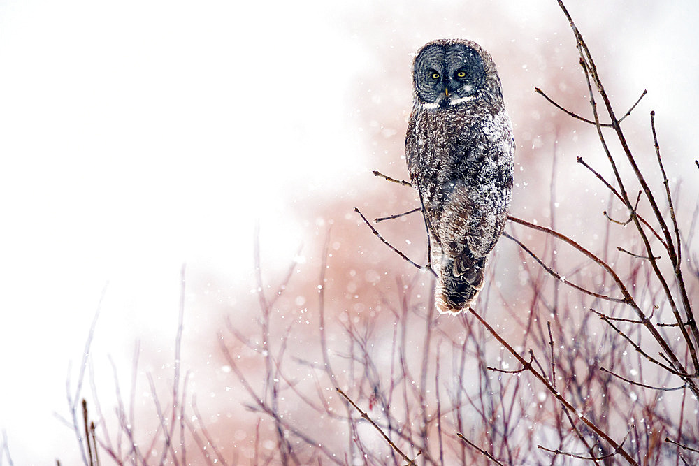 Great Grey Owl (Strix nebulosa) on a branch under a snow shower, Cap Tourmente, Quebec, Canada