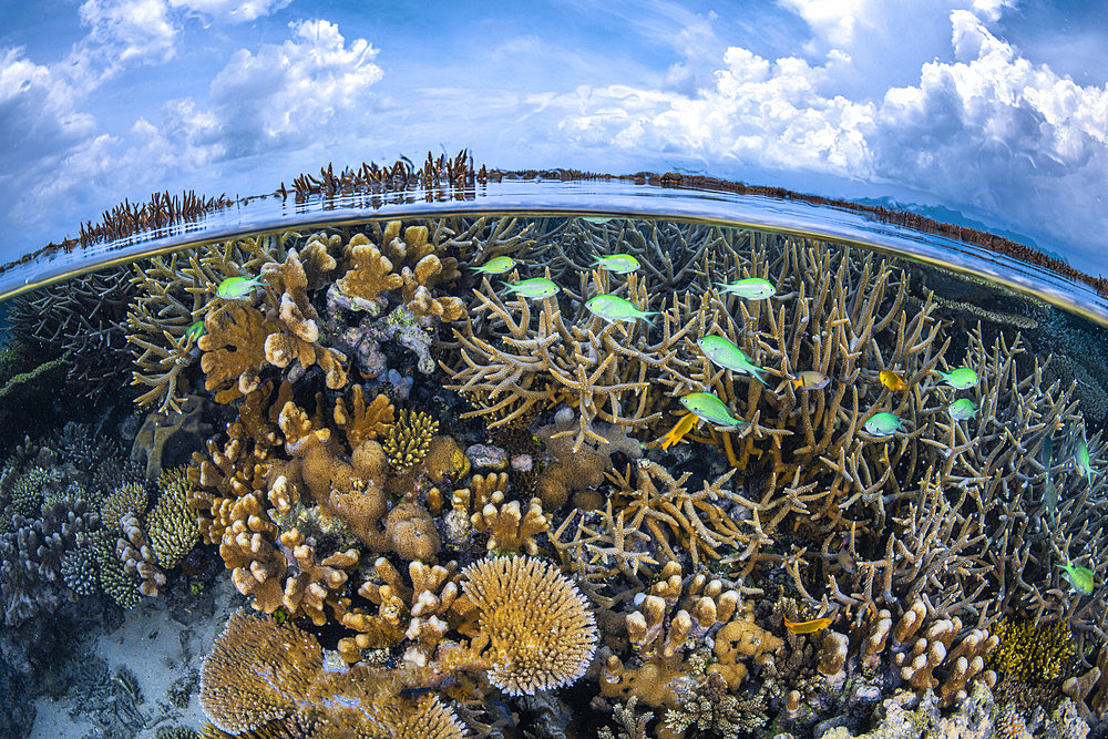 Split Level on North reef. Mayotte