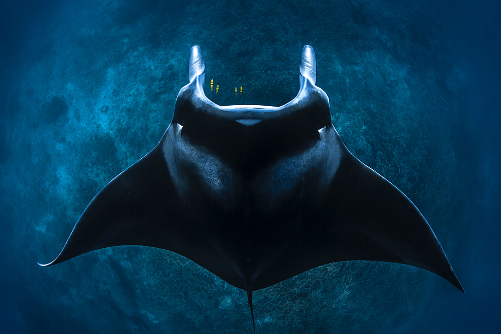 Reef manta ray (Mobula alfredi) above the reef of the Langoni pass. Mayotte