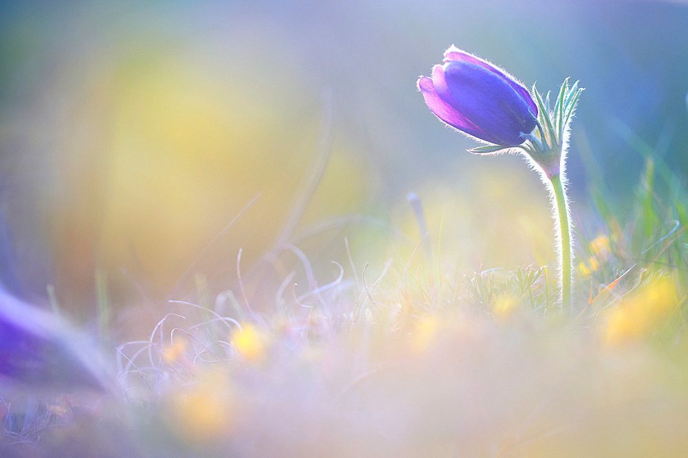 Pasque flower (Pulsatilla vulgaris) at sunset on a limestone hillside in Calvados, Normandy, France