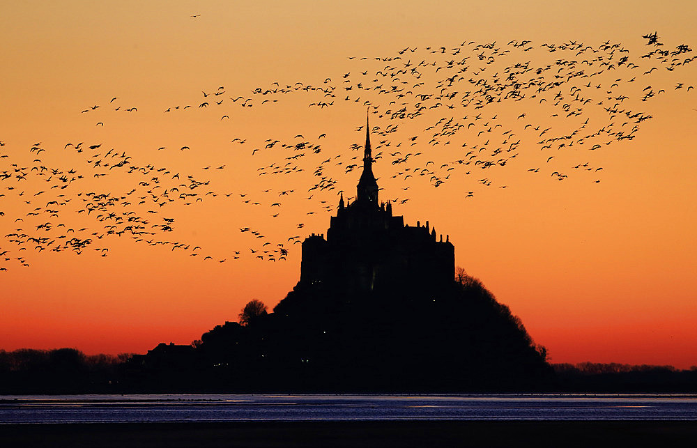 Brent Geese (Branta bernicla) reaching the bay of Mont-Saint-Michel to spend the night, Manche, Normandy, France.