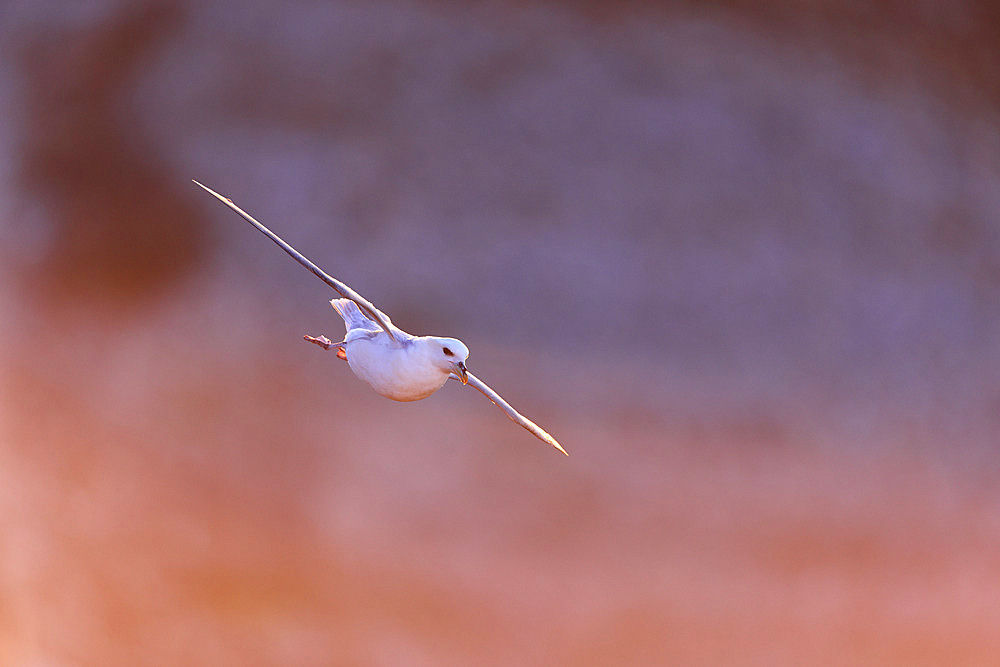 Northern Fulmar (Fulmarus glacialis) in flight along the cliffs of Bessin, Calvados, Normandy, France