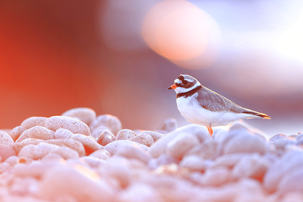 Common Ringed Plover (Charadrius hiaticula) in breeding season on a pebble beach in the Cotentin, Manche, Normandy, France