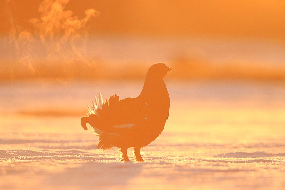 Black Grouse (Lyrurus tetrix) male displaying on a bog, Finland