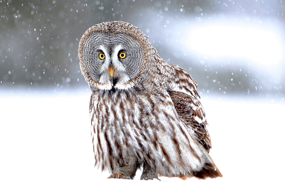 Great grey owl (Strix nebulosa) on the snow looking for prey, Finland