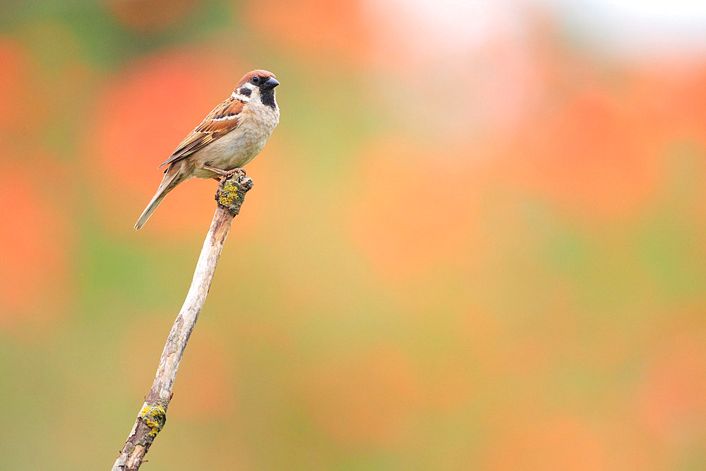 Eurasian tree Sparrow (Passer montanus) male perched along a field with a poppy-covered bank in the background, Europe