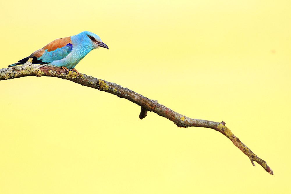 European Roller (Coracias garrulus) perched above a meadow looking for prey, Hortobagy National Park, Hungary