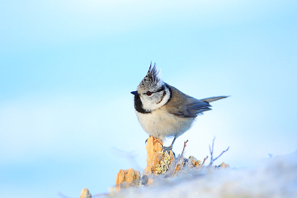 Crested Tit (Lophophanes cristatus) adult in winter on a stump, Europe