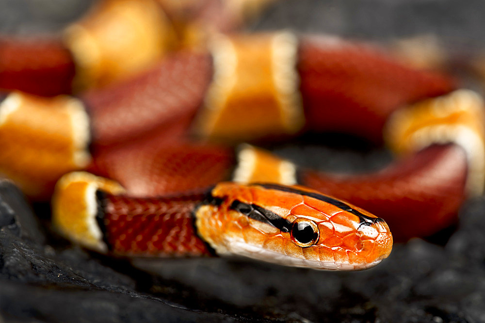 Broad-banded mountain rat snake (Oreophis porphyraceus laticincta)