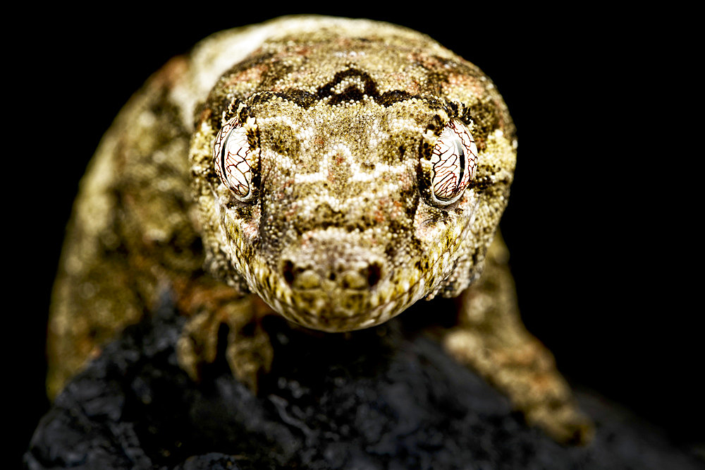 New Caledonian Mossy gecko (Mniarogekko chahoua)