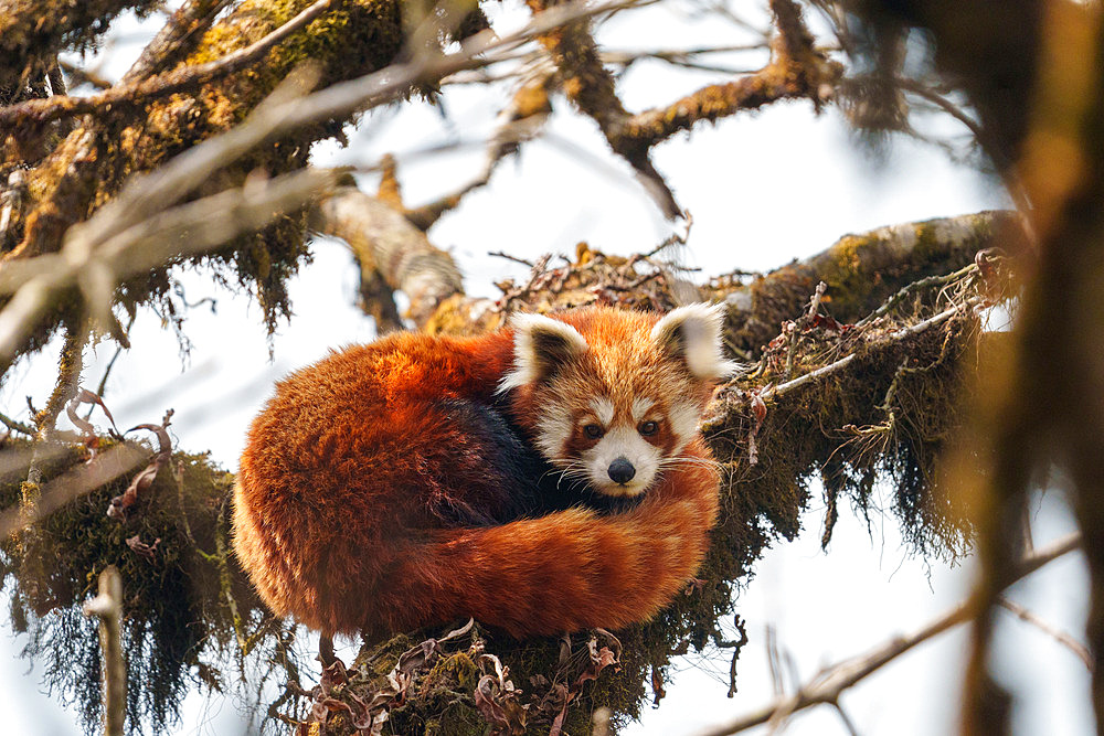 Little Panda (Ailurus fulgens), on a branch, Singalila National Park, Himalaya, Nepal