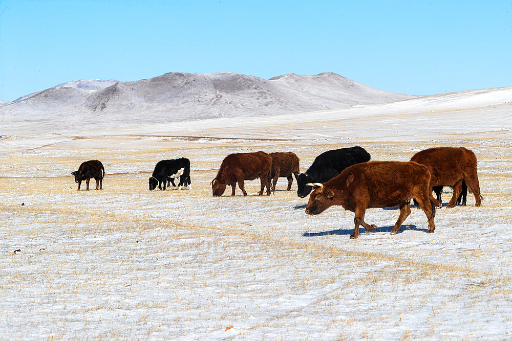 Herd of cows in the steppe, Steppe area, East Mongolia, Mongolia