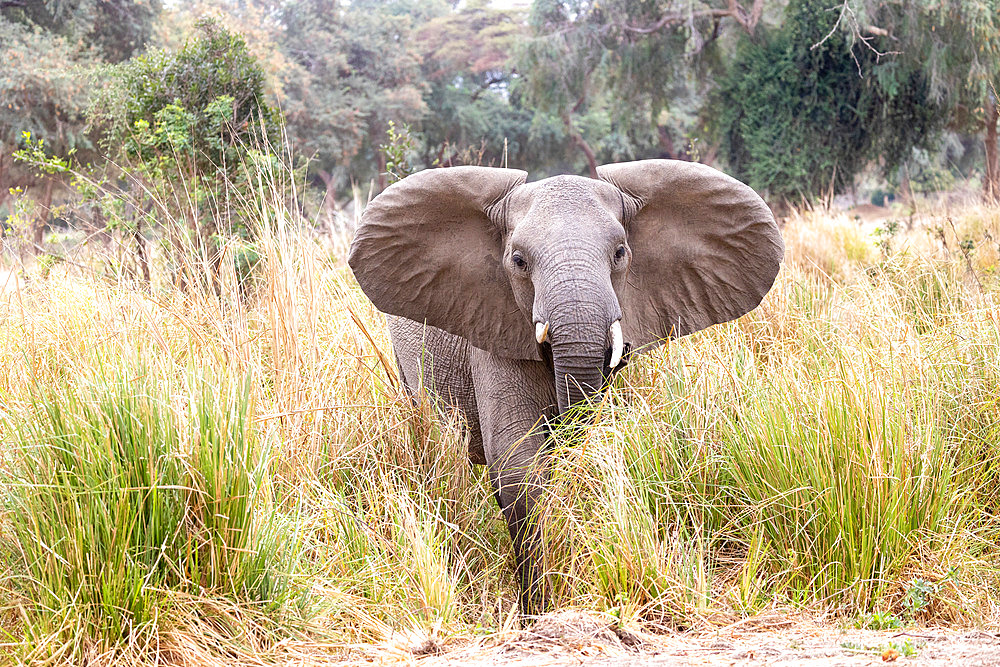 African Savannah Elephant or Savannah Elephant (Loxodonta africana), agressive attitude, Lower Zambezi natioinal Park, Zambia