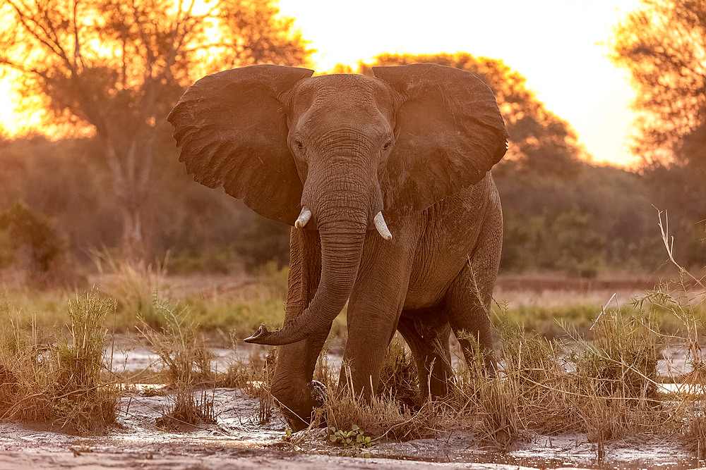 African Savannah Elephant or Savannah Elephant (Loxodonta africana), at the edge of the Zambezi river, Lower Zambezi natioinal Park, Zambia