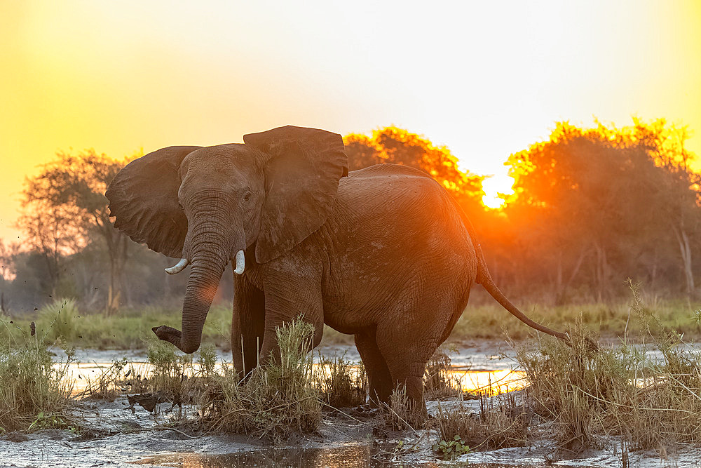 African Savannah Elephant or Savannah Elephant (Loxodonta africana), at the edge of the Zambezi river, Lower Zambezi natioinal Park, Zambia