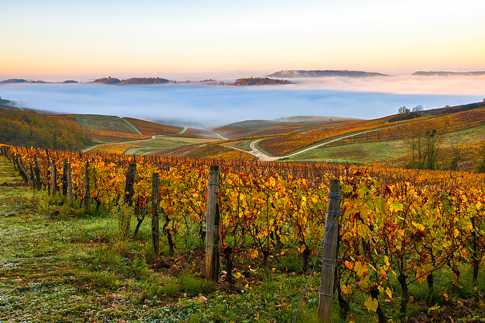 Vineyard AOC, Le Vernois, Jura France