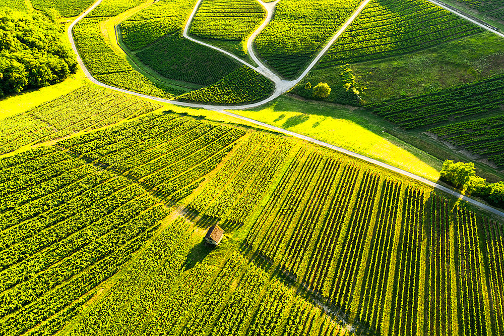 Vineyard AOC, Le Vernois, Jura France