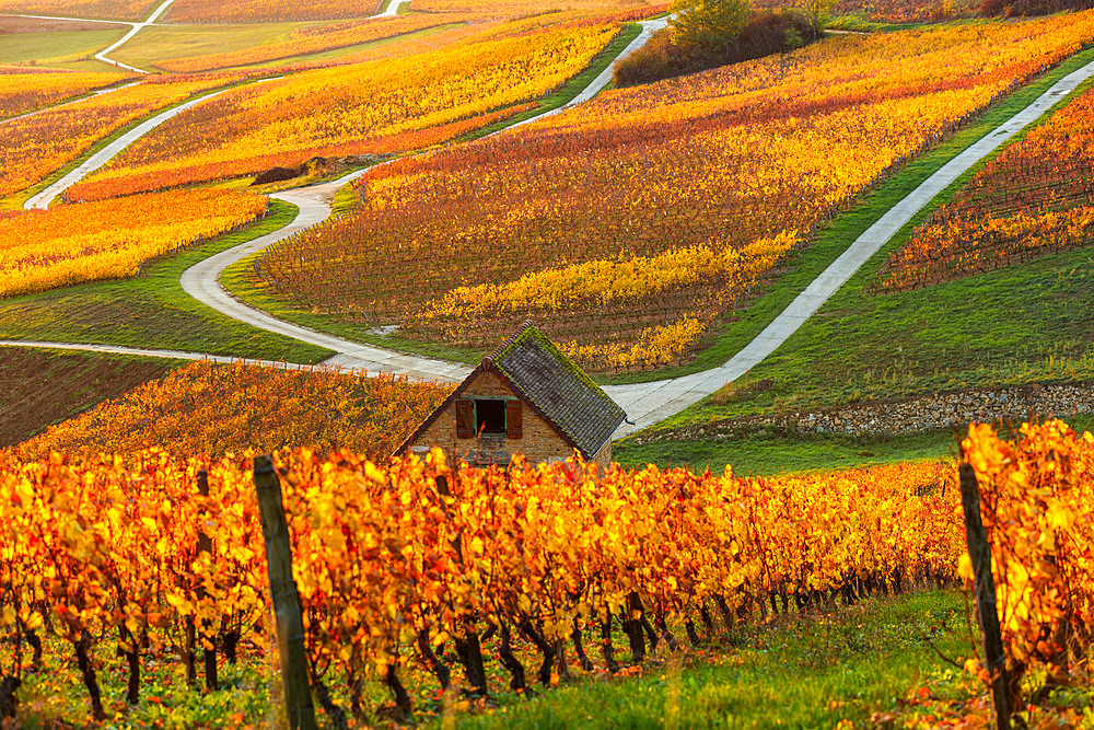 Vineyard AOC, Le Vernois, Jura France