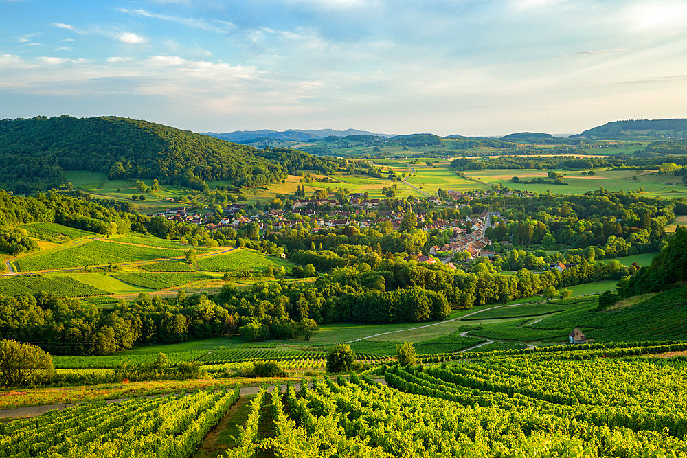 AOC vineyard, Voiteur, Jura, France