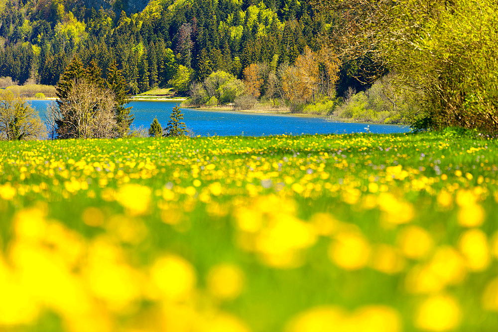 Grand lac d'Etival in spring, Jura, France