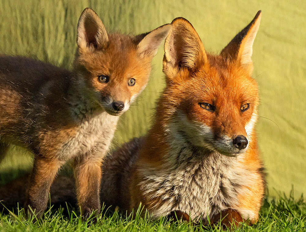 Red fox (Vulpes vulpes) vixen and cub, England