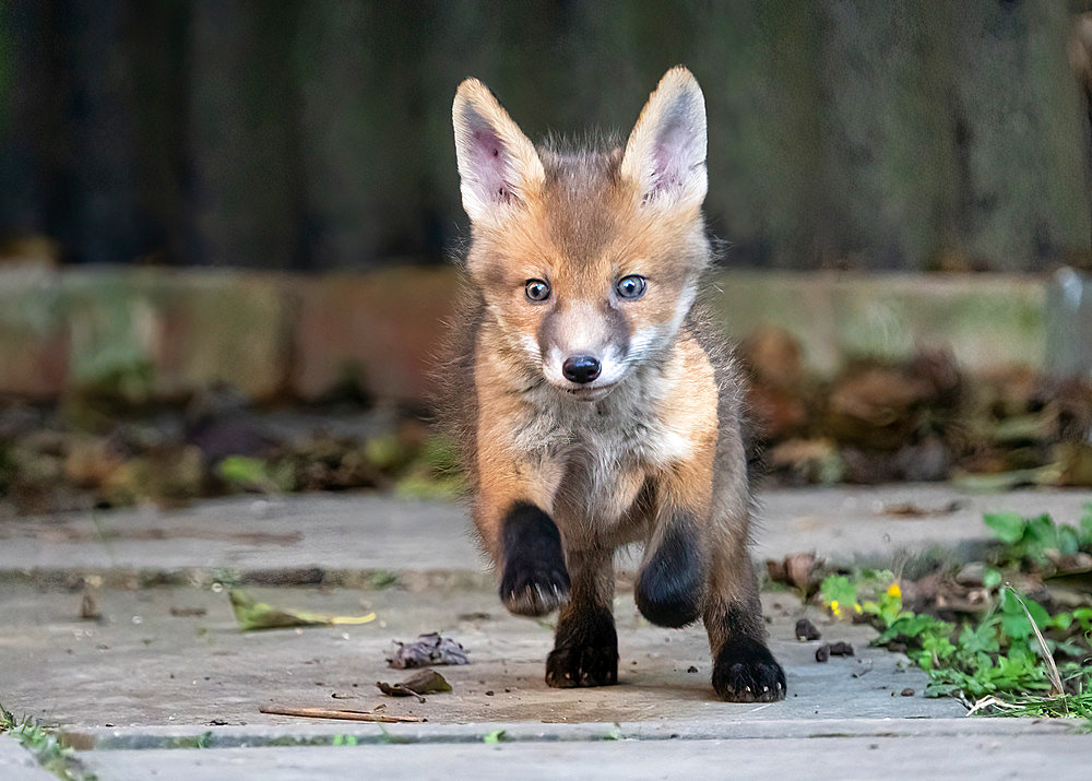 Red fox (Vulpes vulpes) cub running, England