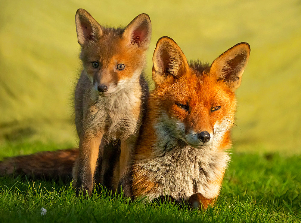 Red fox (Vulpes vulpes) vixen and cub, England