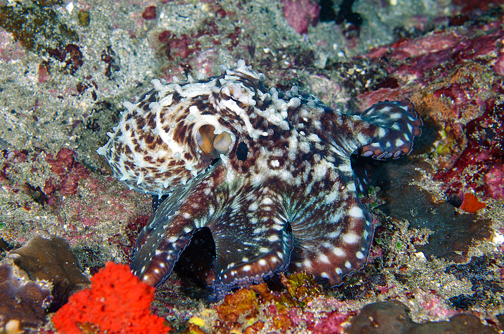 Day Octopus (Octopus cyanea), Biaha dive site, Candidasa, Bali, Indonesia