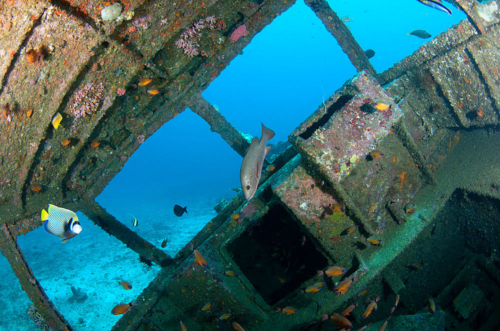 Red Snapper (Lutjanus bohar) in interior of wreck with Emperor Angelfish (Pomacanthus imperator), Jepun Wreck dive site, Candidasa, Bali, Indonesia