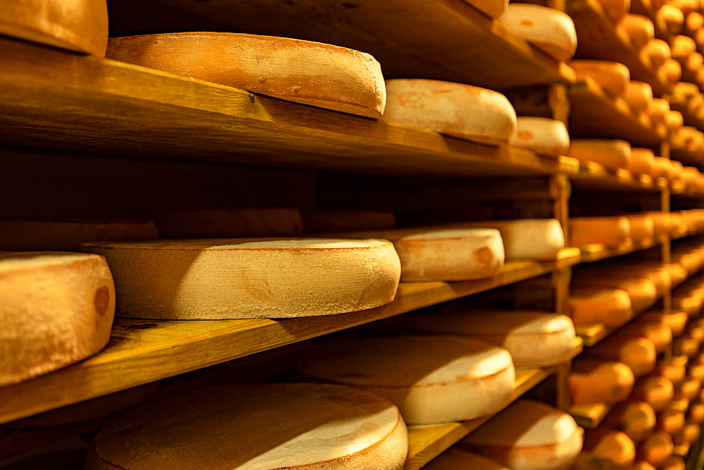 Comte cheeses, Maturing cellar, Jura, France