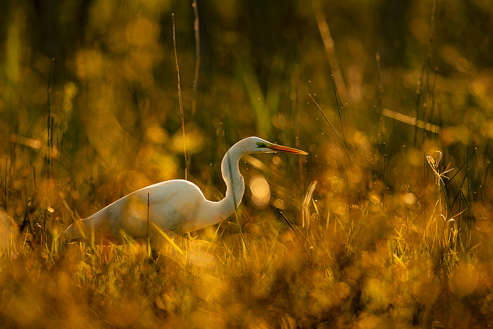 Great Egret (Egretta alba) on bank, Sologne, Loir et Cher, France