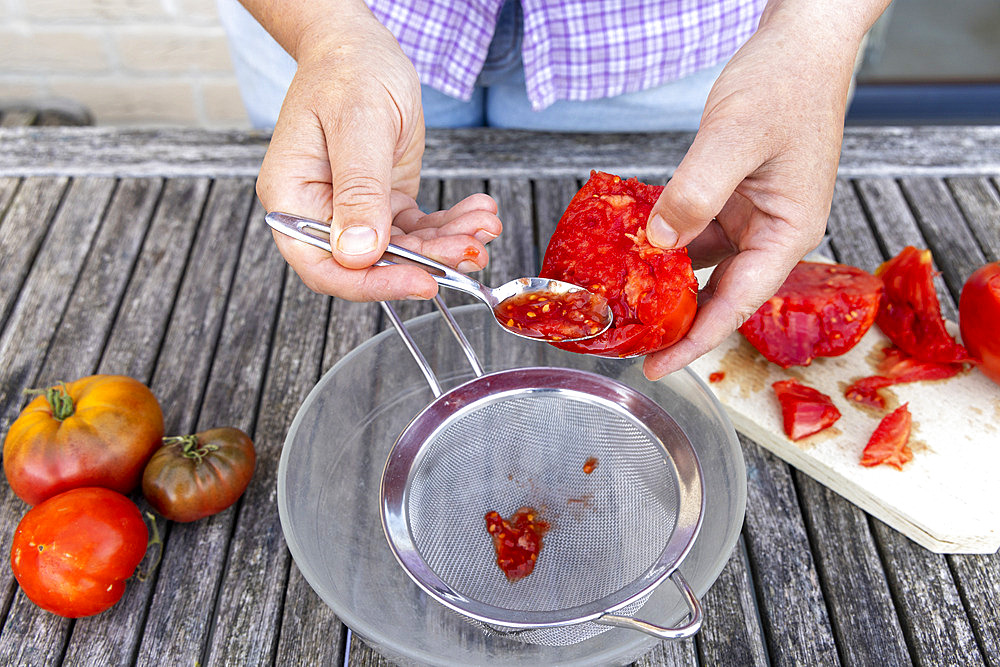 Harvesting seeds of old variety tomatoes 'Coeur de boeuf'