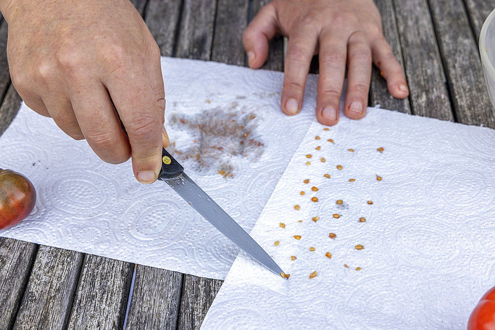 Harvesting seeds of old variety tomatoes 'Coeur de boeuf'