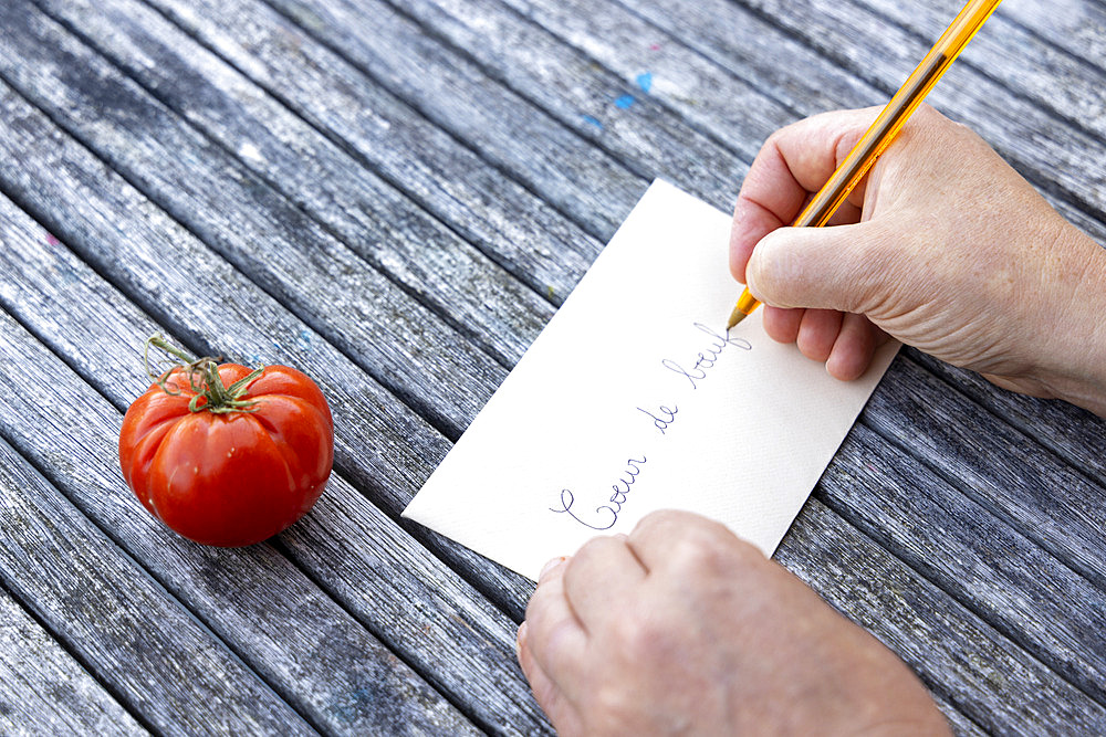 Harvesting seeds of old variety tomatoes 'Coeur de boeuf'