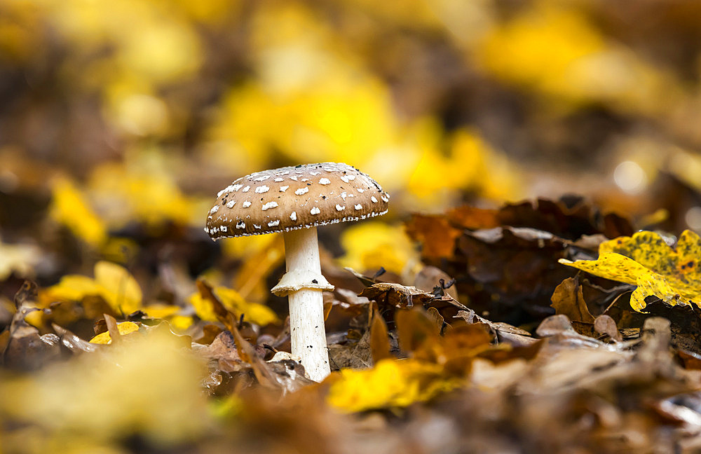 Panther mushroom (Amanita pantherina), undergrowth, Foret de la Reine, Lorraine,France