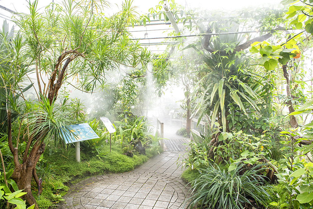 Tropical greenhouse, Botanical Conservatory Garden of Brest, Finistere, Brittany, France