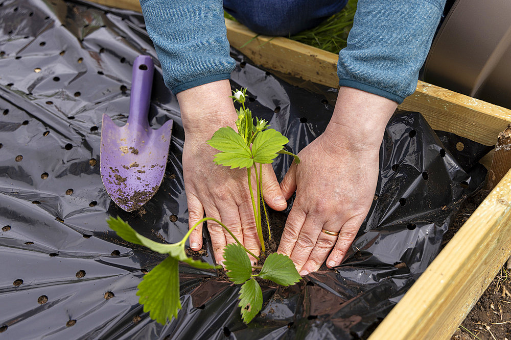 Planting of 'Gariguette' strawberry plants on a mulch sheet, also preventing cats from scratching the soil, Pas de Calais, France