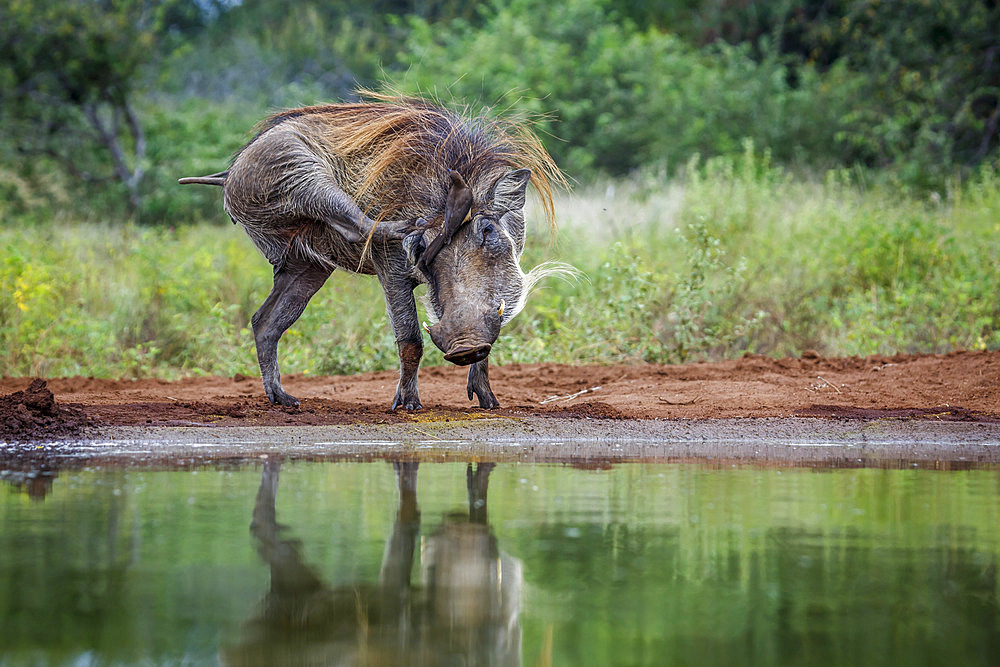 Common warthog (Phacochoerus africanus) grooming with oxpecker on head in Kruger National park, South Africa