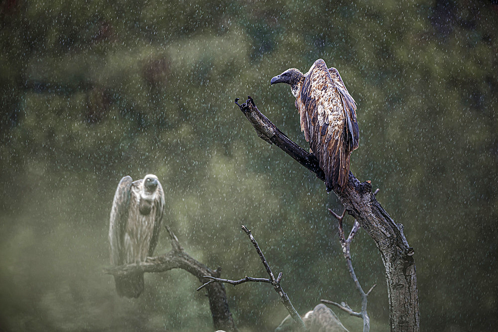 Two White backed Vulture (Gyps africanus) standing on a log under the rain in Kruger National park, South Africa