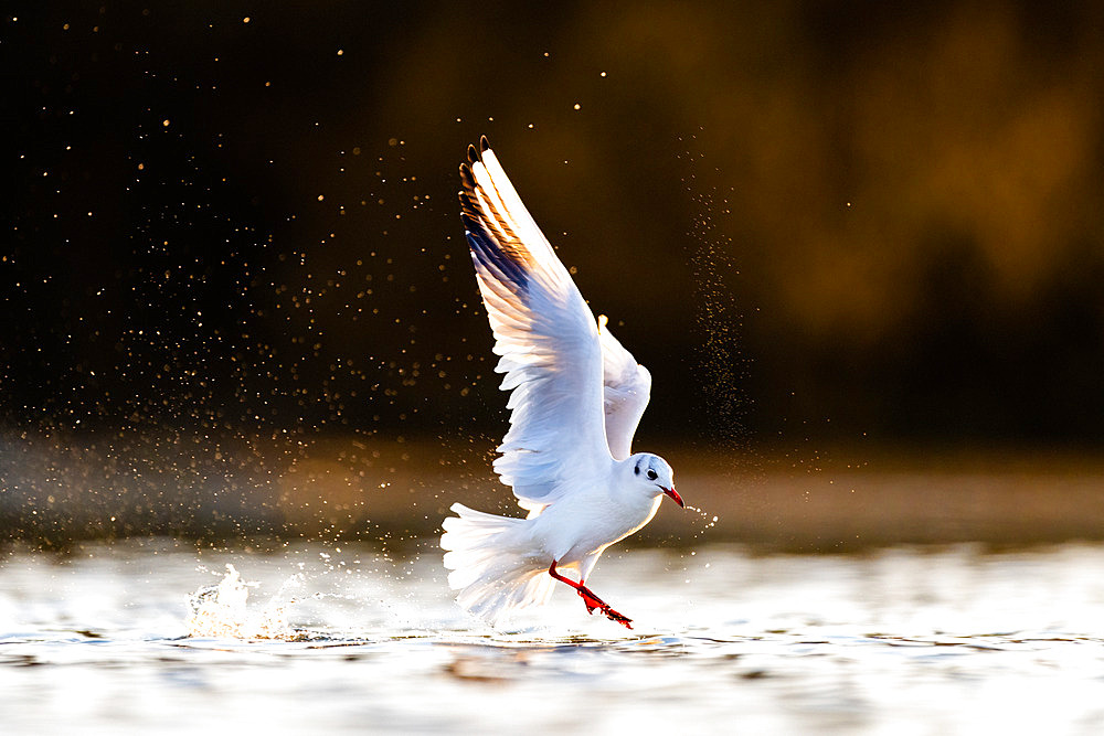 Black-headed Gull (Chroicocephalus ridibundus) fishing in the light of the setting sun, Slovakia