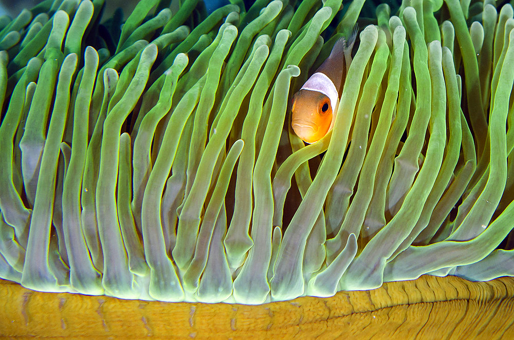 False Clown Anemonefish (Amphiprion ocellaris) in Magnificent Sea Anemone (Heteractis magnifica), Tiga Batu dive site, Bangka Island, north Sulawesi, Indonesia, Pacific Ocean