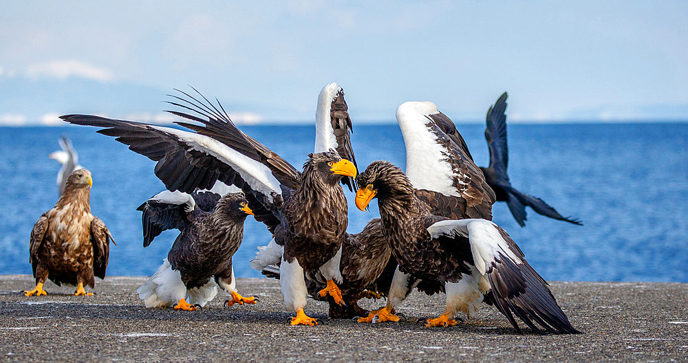 Group of the Steller's sea eagles (Haliaeetus pelagicus) on the pier in the port are fighting each other over prey. Shiretoko National Park. Shiretoko Peninsula. Hokkaido. Japan