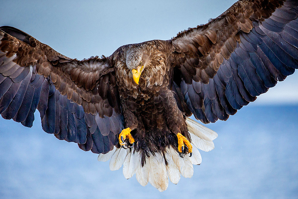 White-tailed eagle (Haliaeetus albicilla) in flight close-up. Shiretoko National Park. Shiretoko Peninsula. Hokkaido. Japan