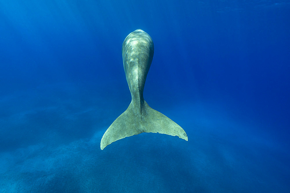 Dugong (Dugong dugon) rear view showing the distinctive mammalian tail. Marsa Alam, Egypt. Red Sea