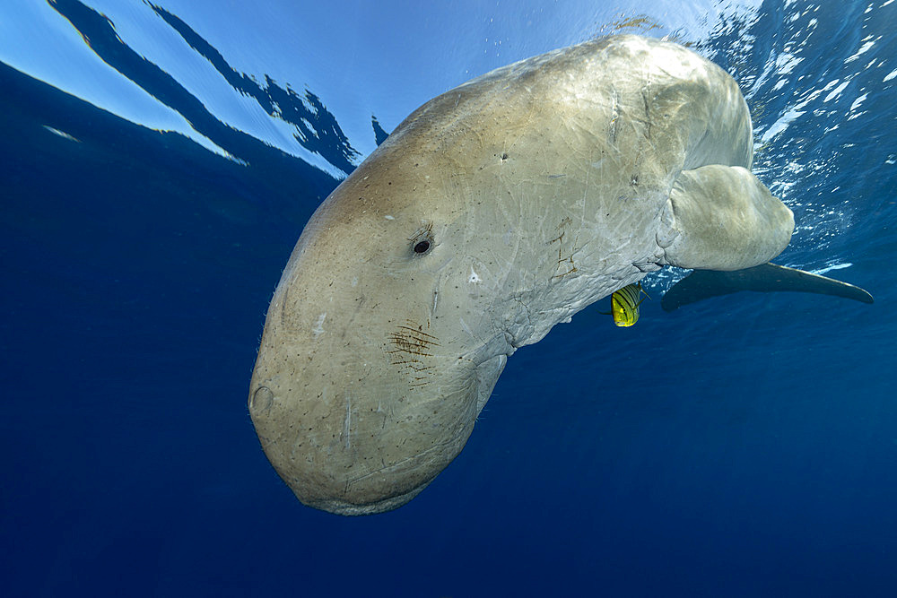 Dugong (Dugong dugon) swimming back to the surface to breathe after feeding on seagrass meadow (Halophila stipulacea), accompanied by a young Golden trevally (Gnathanodon speciosus). Marsa Alam, Egypt. Red Sea