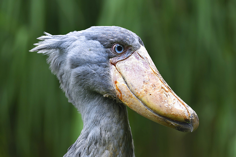 Portrait of Shoebill (Balaeniceps rex), zoo in Germany