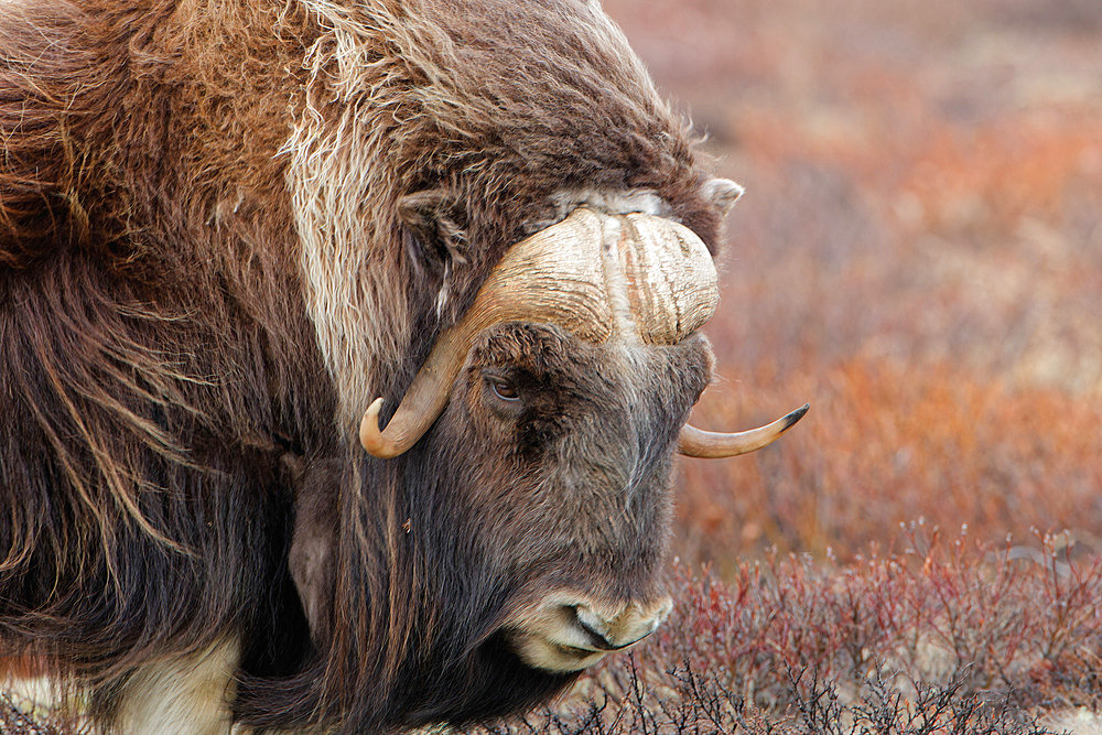 Musk ox (Ovibos moschatus) on the tundra, Dovrefjell, Norway